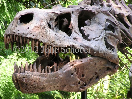 dino